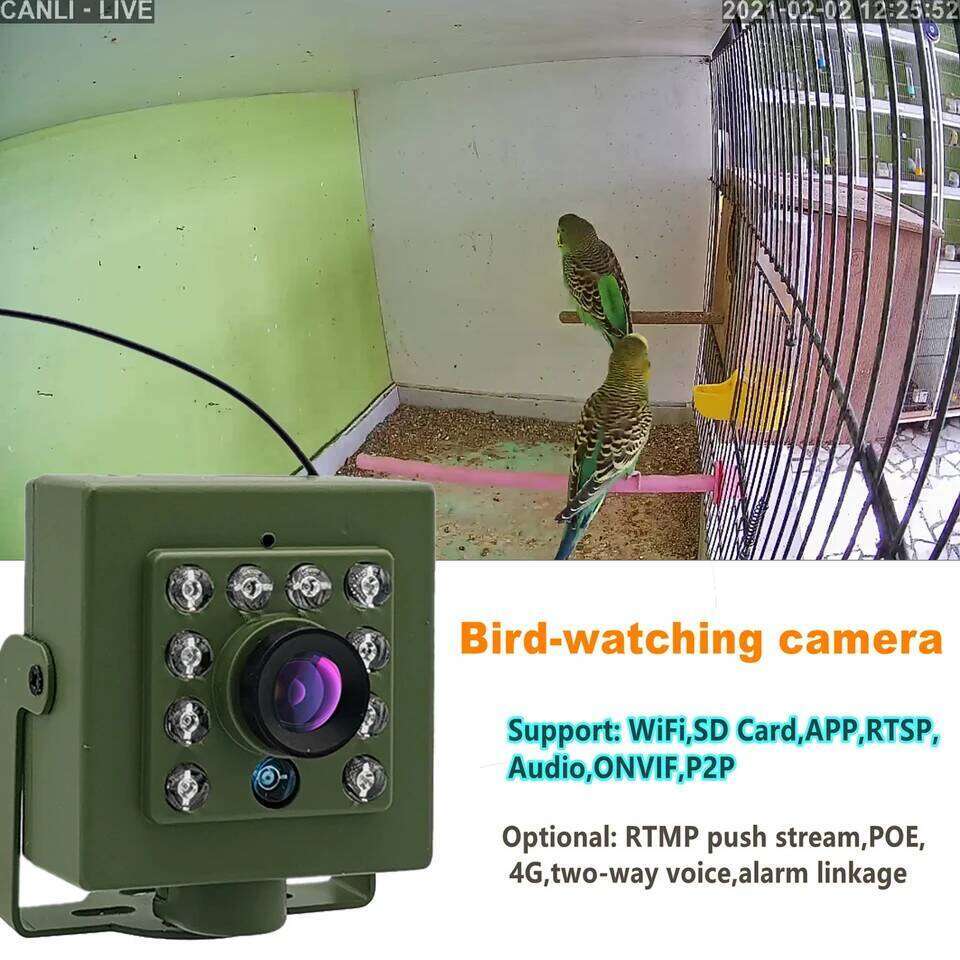 Famous brand Green Wifi Box Camera Audio P IR CUT Night Vision RTSP FTP Mini IP IPC Pet Nest Bird Watching mm lens Camhi pupakaIK