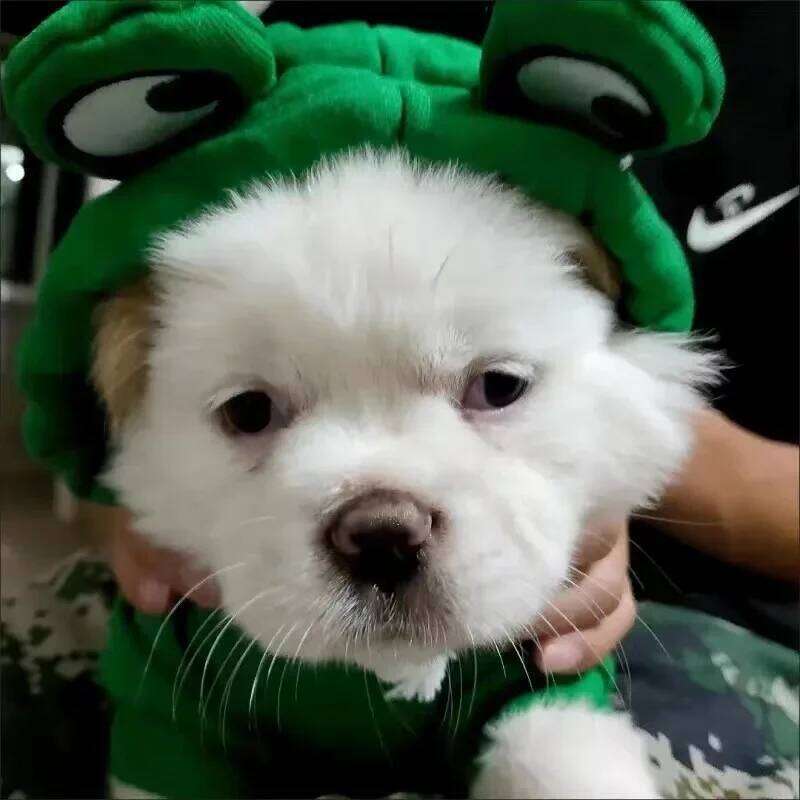 Pet Dog Cosplay Costume For Small Medium Dogs Cats Cute Adjustable Puppy Hooded Clothing With Elastic Chihuahua Bulldog Outfits