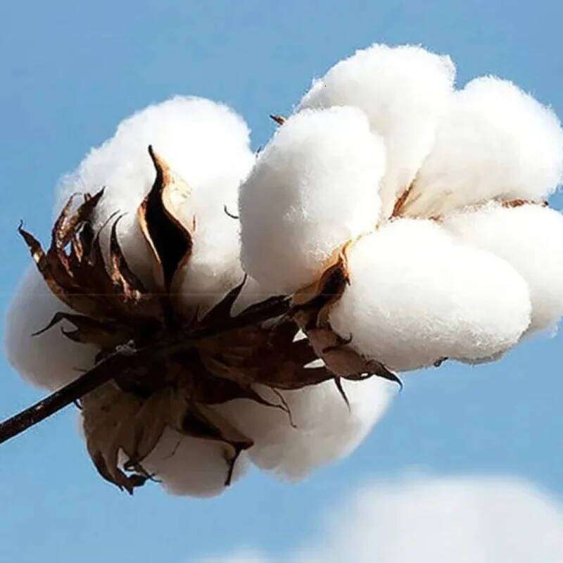 Ice Youth Tee Candy Baseball Lifestyle 101 2026 Summer Men Women Fashion Cotton Kid's Family T-shirt 26H0331