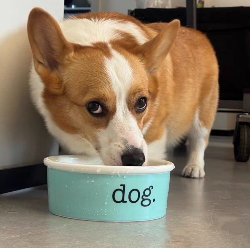 Luxury Pet Bowl Heavy Duty, Non-Slip, Round Ceramic Food/Water Bowl for Pets, Ideal for Small Cats Medium Dogs or Multiple Animals, Dishwasher Safe Do