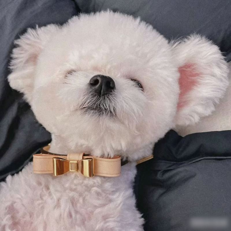 Designer Dog Collars Leash set, Luxury Leather Pets Collar with Detachable Bow Tie, High End Golden Hardware Accessories, Puppy Cats Fashion Dog Birth