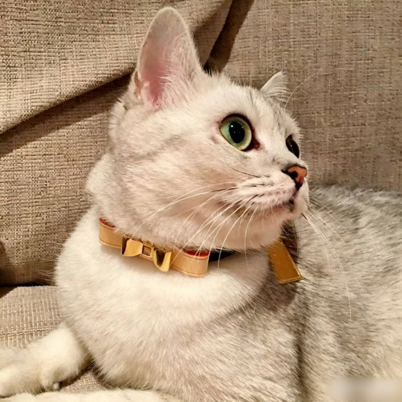 Designer Dog Collars Leash set, Luxury Leather Pets Collar with Detachable Bow Tie, High End Golden Hardware Accessories, Puppy Cats Fashion Dog Birth