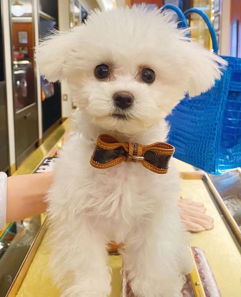 Designer Dog Collar with Bow Luxury Pet Collar Premium Leather and Patterned Fabric Puppy Kitten Neckwear Adjustable Designer Style Dog Cat Collar - view 3