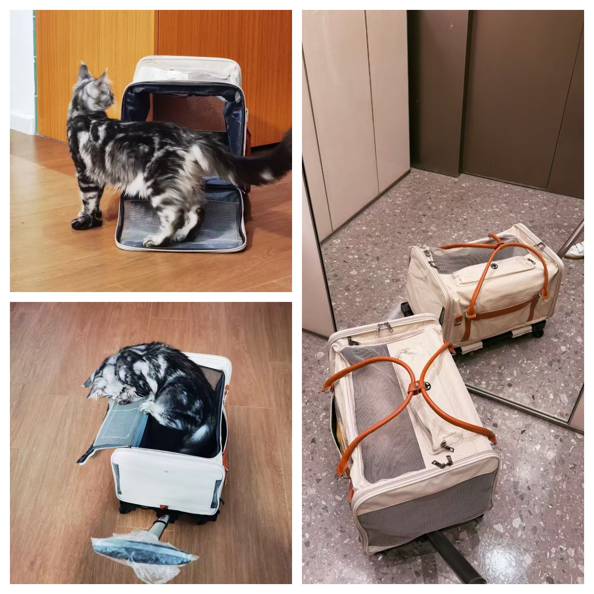 LBY Detachable Wheeled Pet Carrier, 3 Vent Mesh Rolling Cat Dog Travel Tote with Retractable Handle, Holds Pets Up to 22lbs for Outdoor Vet Trips