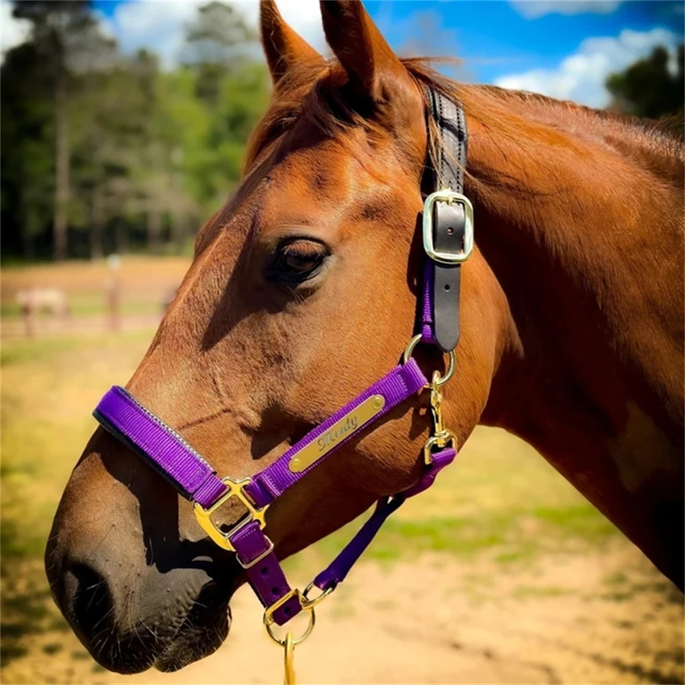 2pcs Personalized Engraved Nameplates for Bridles Custom Jewelry Martingale Plate Stainless Steel Halters and Saddles 260403BJ - view 5