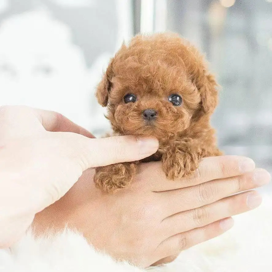 Plush Robot Puppy, Brown Nanoparticle-Filled Robotic Dog Toy That Walks and Barks Battery Operated