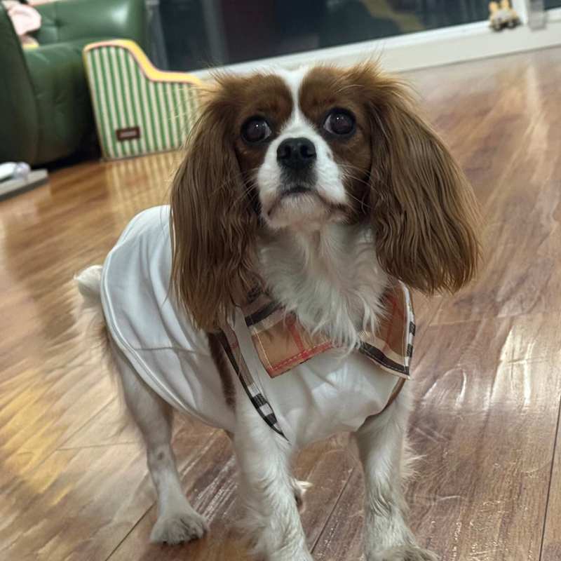 Luxury Dog Clothes Elegant Plaid Collar Pet Dog Shirt Comfortable Sleeveless Top 5 Sizes S to XXL for Small Breeds Fashion Casual Puppy Apparel Y455 - view 4