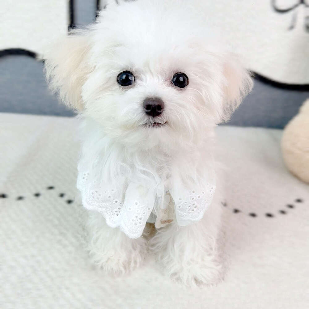 Spring Summer Ins Lace Vest Cotton Breathable Pet Clothes For Cats Dogs Bichon Korean Japanese Style Apparel Wholesale Dropshipping pupakaIK