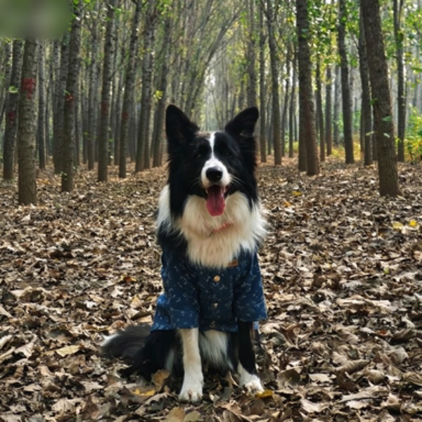 Designer Dogs Clothes Classic Old Flowers Denim Dog Jacket , Suitable for Small Medium Large Dogs to Wear All Year Round, Machine Washable Luxury Dog 