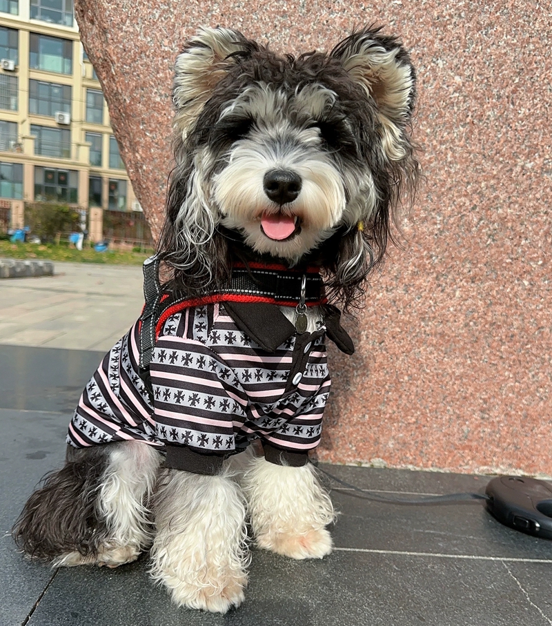 Luxury Striped Cross Pattern Dog Polo Shirt for Fur Babies Paw Babies Small Breeds Soft Cotton Pet Clothes for Schnauzer Chihuahua Yorkie Y464