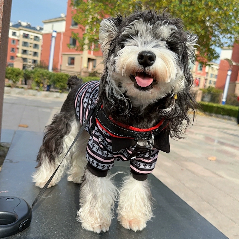 Luxury Striped Cross Pattern Dog Polo Shirt for Fur Babies Paw Babies Small Breeds Soft Cotton Pet Clothes for Schnauzer Chihuahua Yorkie Y464
