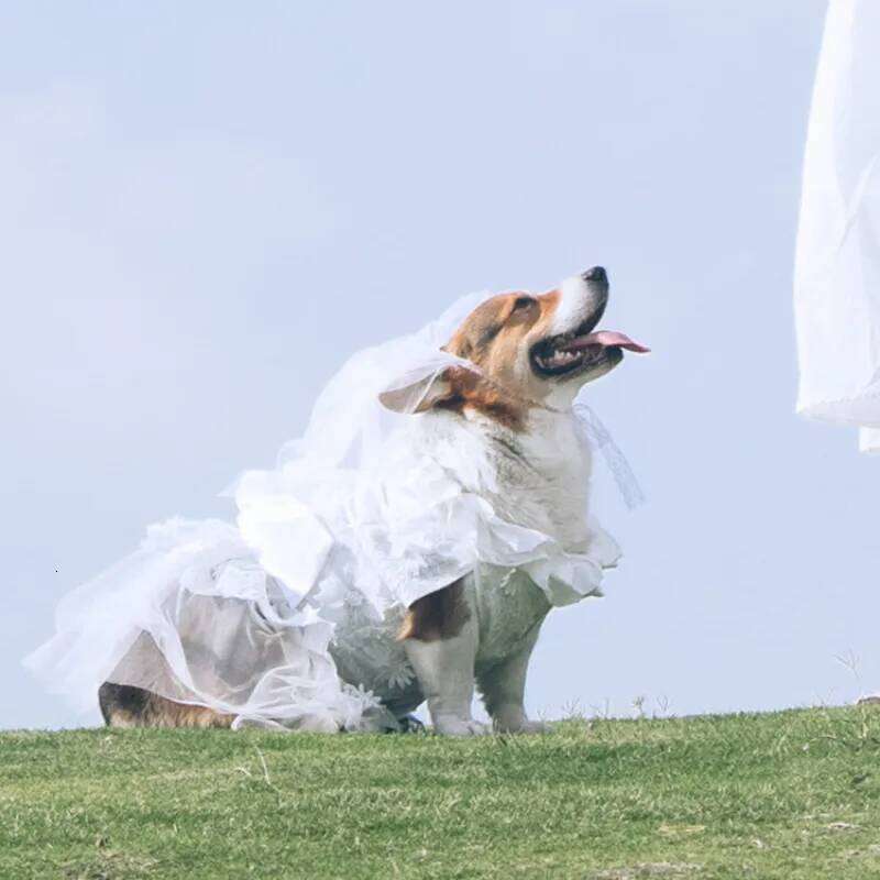 Famous brand Summer Wedding Dress Poodle Bichon Schnauzer Corgi Shiba Inu Husky Labrador Golden Retriever Clothes Big Large Dog Clothing pupakaIK