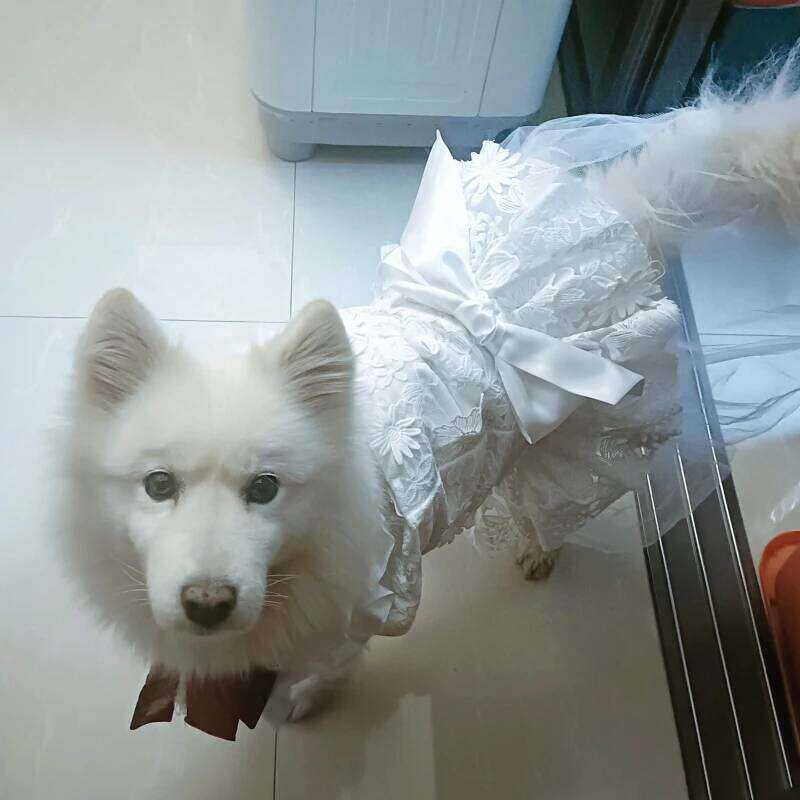 Famous brand Summer Wedding Dress Poodle Bichon Schnauzer Corgi Shiba Inu Husky Labrador Golden Retriever Clothes Big Large Dog Clothing pupakaIK