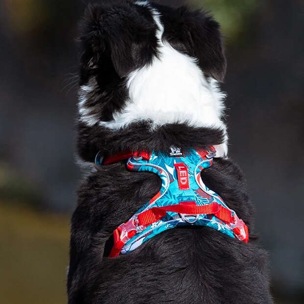 Truelove Pet Harness Small Medium Large Split Dog Fashion Outdoor Dropshipping Bamubi