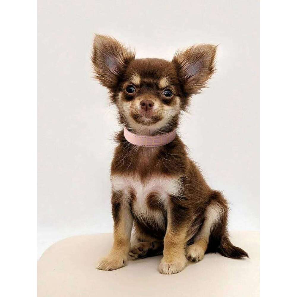 soft leather pet with metal buckle luxury waterproof dog outdoor adjustable walking Puppy black pink collar