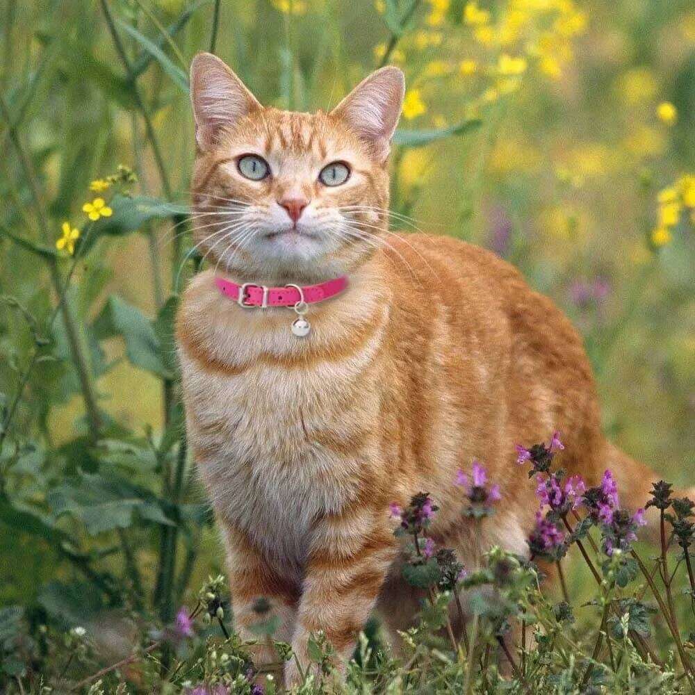 Cute Leather Collar With Bell Safety Puppy Necklace Collars For Cat Small Dog Kitten Chihuahua Accessories Pet Products