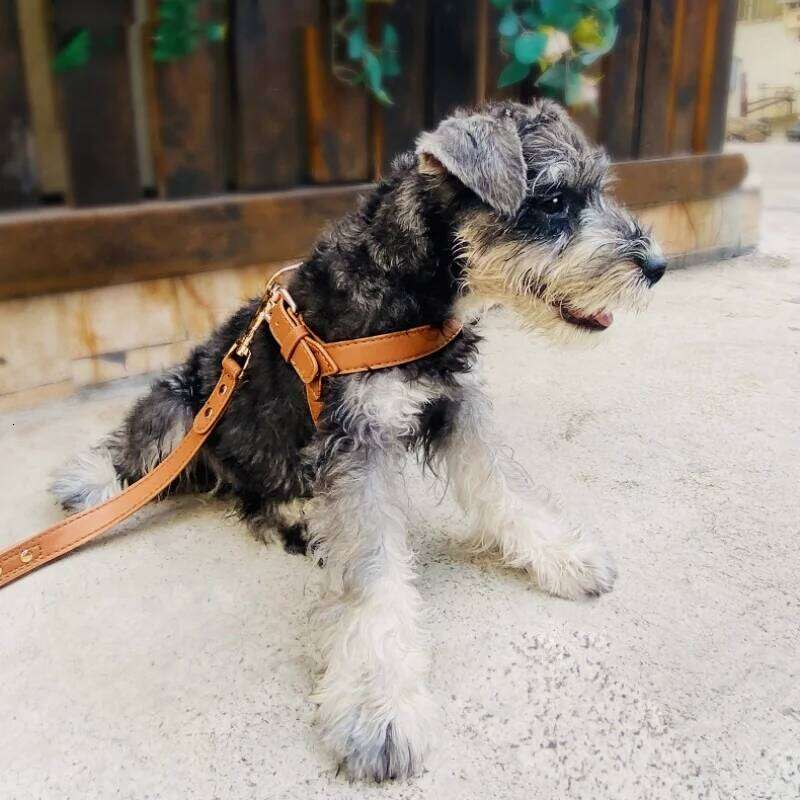 Y shaped leather for cat and small dogs metal accessories dog harness with leash set no pull light weight pet vest