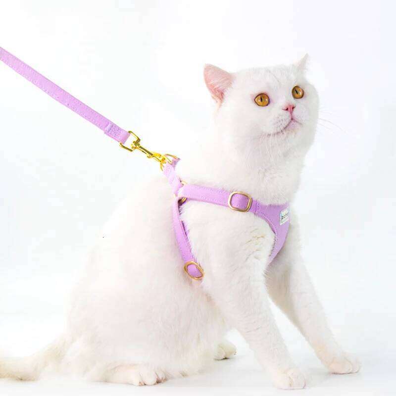 Puppy with Multifunction Leash Set Dog Vest No Pull Step in Harness for Extra Small Dogs 2024 New