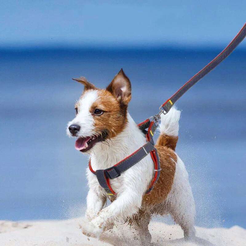 New Leash and Harness Adjustable Collar Set Pet Lead Vest Small Medium Large for Walking Training Dog Accessories