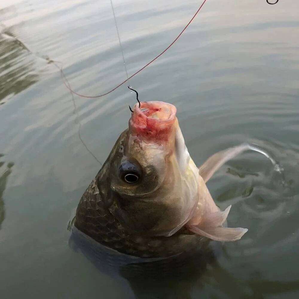 FishTrip Automatic Flip High Carbon Steel Fish Barbed Hook for Bass Carp Fishing Freshwater Tackle Accessories Z260228