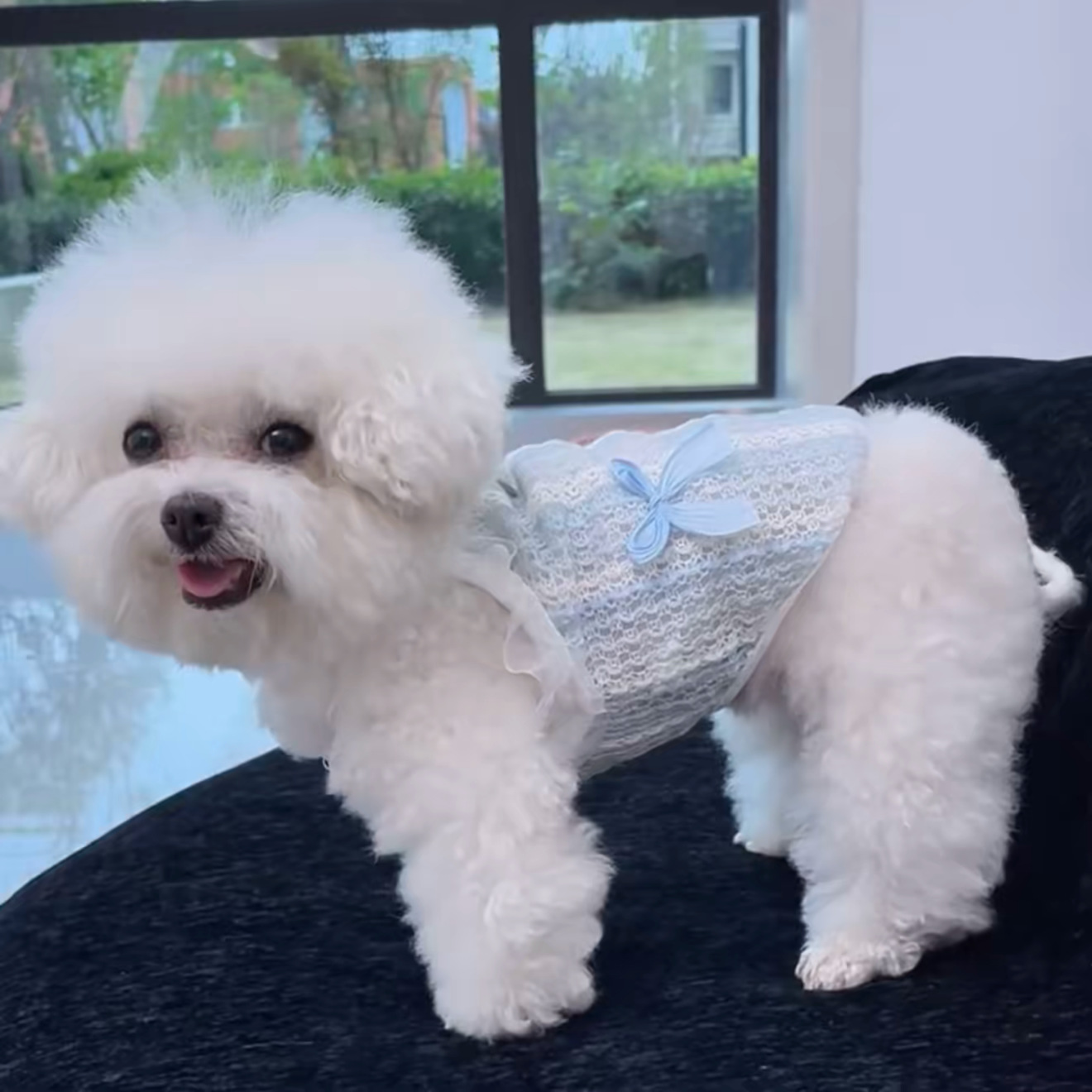 Dog Shirt Vest Hollow Out Lace Lightweight Dog T-Shirts with Small Bow Soft Cool Sleeveless Vests Breathable Clothes for Puppy Kitty Cats Small Medium - view 4