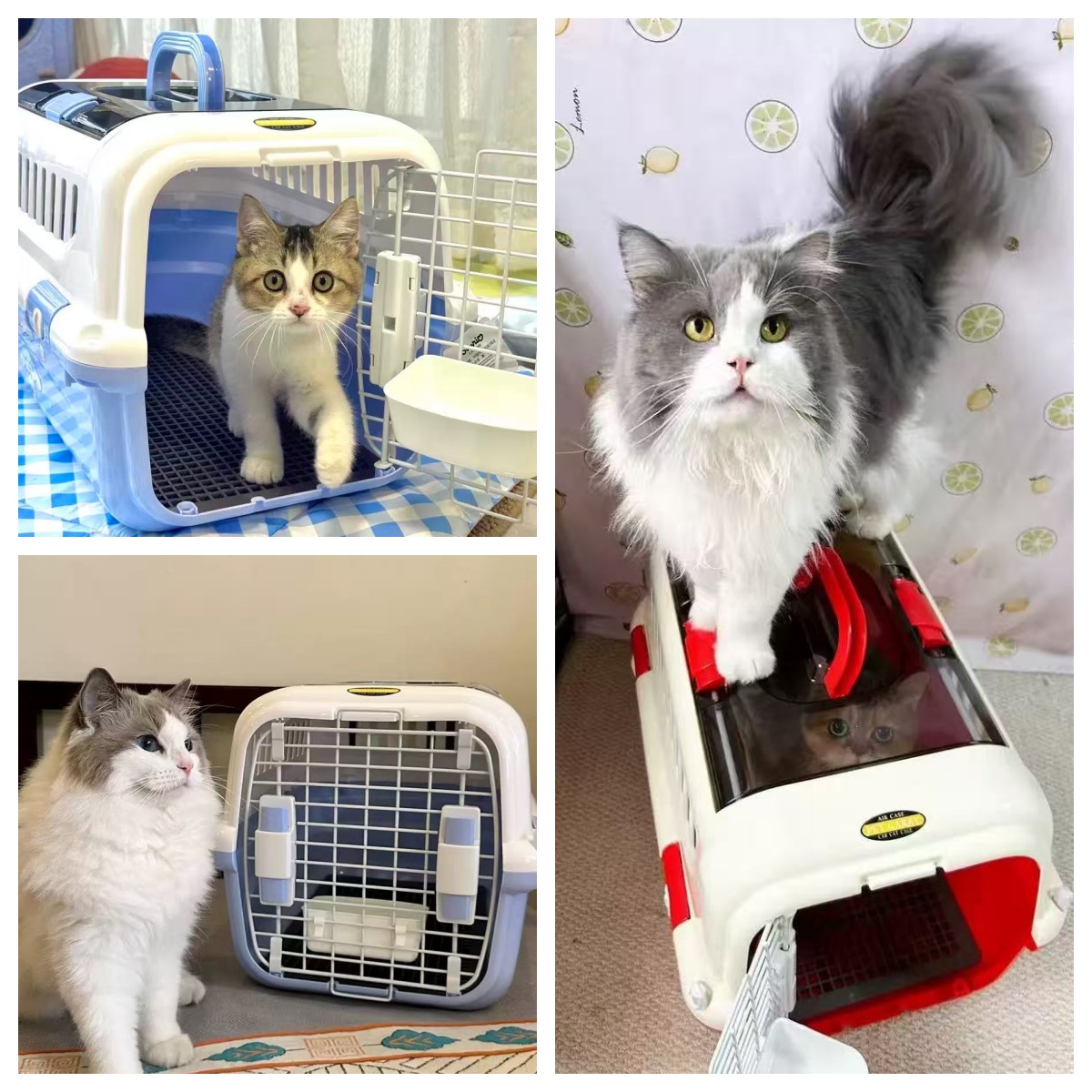 LBY Large Pet Travel Carrier with Top Window, Hard Sided Cat Dog Crate, Airline Approved Portable Pet Kennel for Small Medium Pets Vet Trip