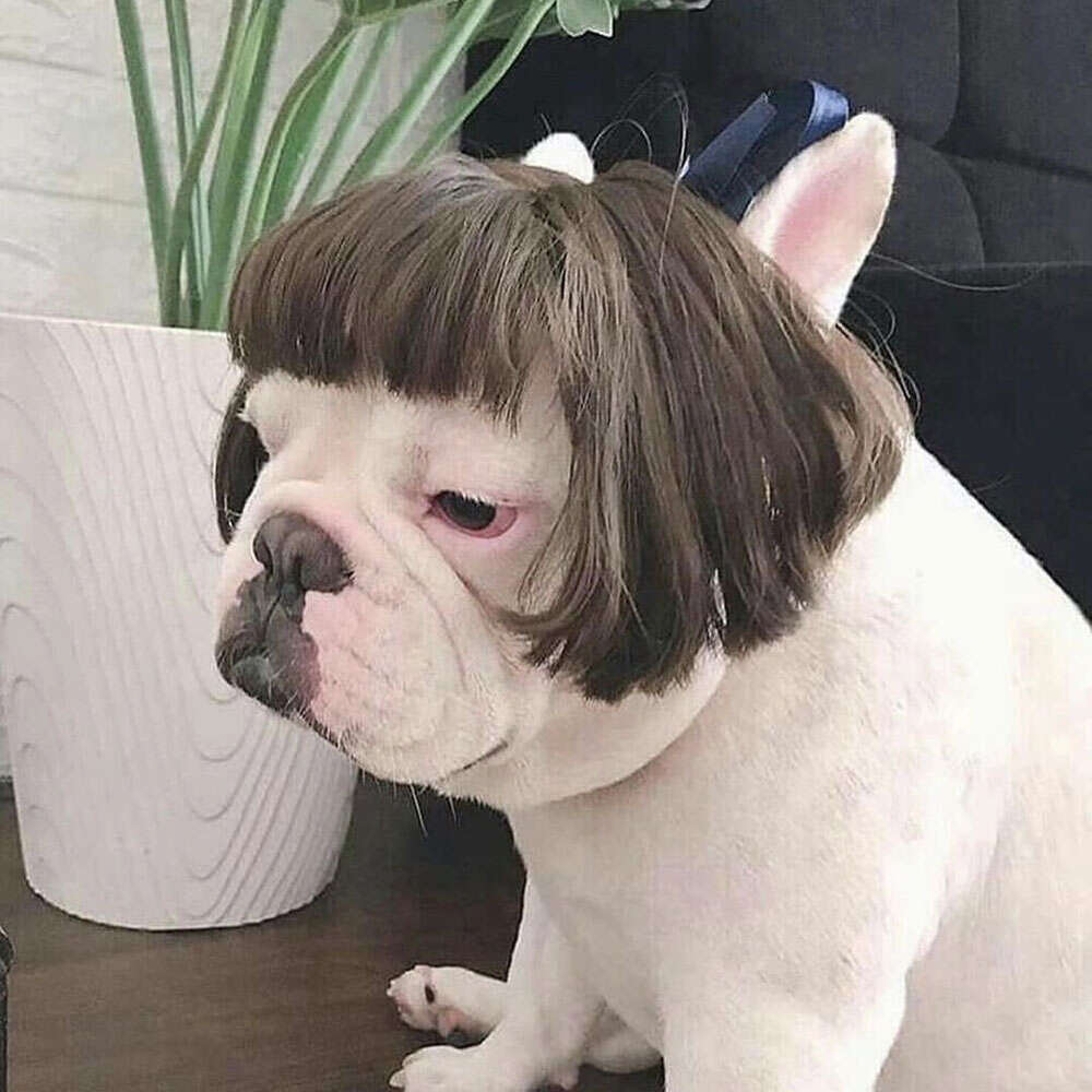 Costumes Funny Dog Cat Cosplay Wig Pet Decorations