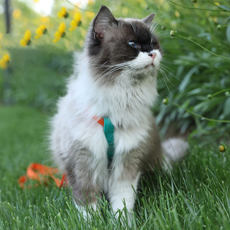 Small Dog Harness & Leash Set,No Pull Dog Harness Step-in Adjustable Reflective,Pet Harness for Puppy Training Outdoor Walking