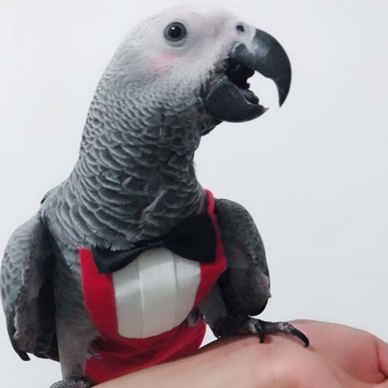 Bird Diaper Flight Suite Protective Parrot Nappies with Waterproof Inner Layer Urine Wet Suit with Bowtie for Birds B03E