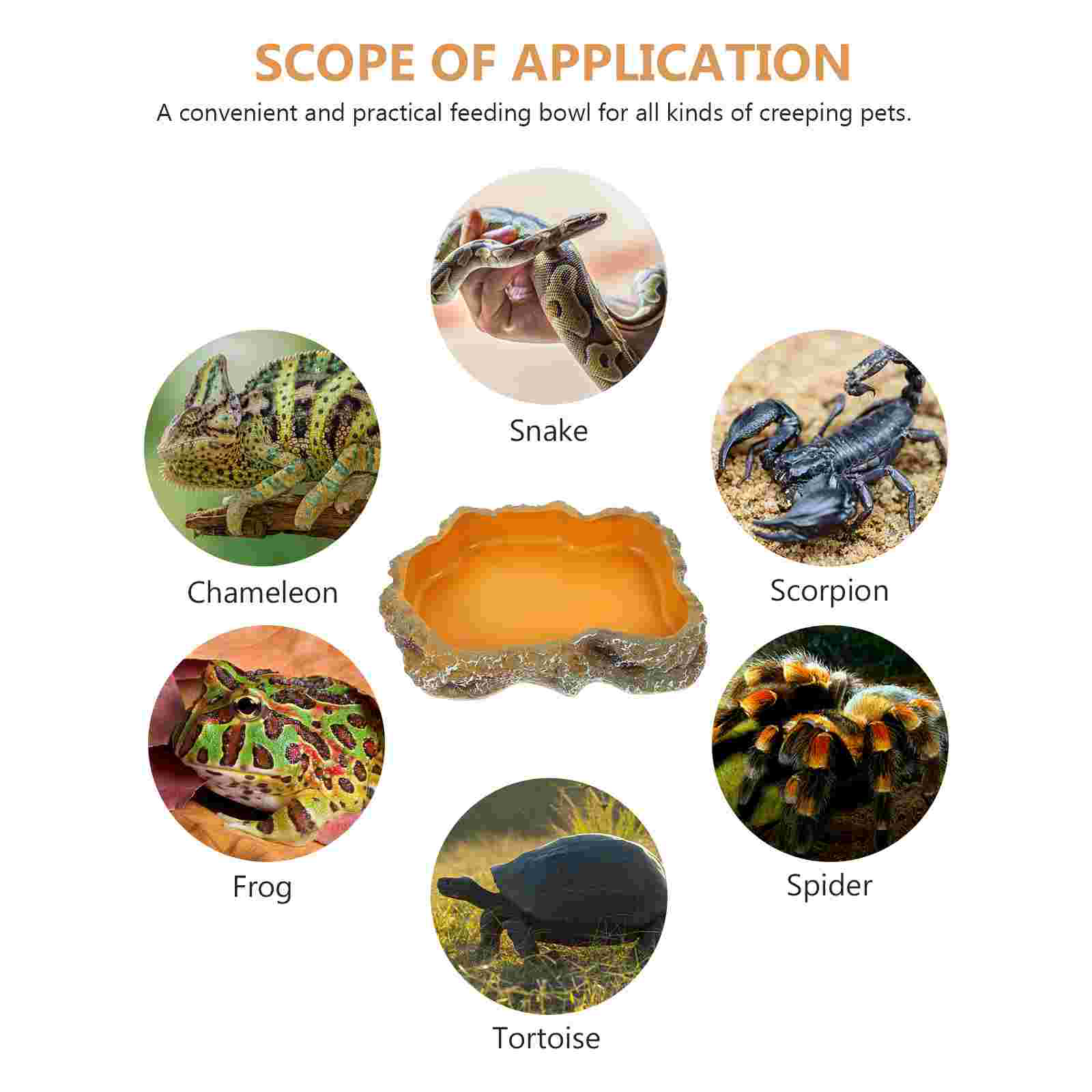 Bearded Dragon Tank Accessories Climbing Pet Food Bowl Animal Tortoise Water Dish