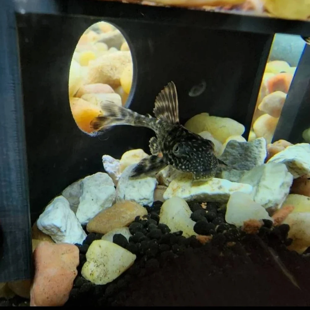 Creative Corner Aquarium Cave Fish Tank Hideout House Playful Game