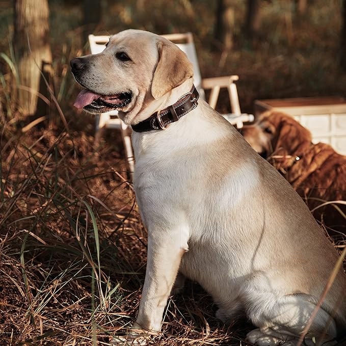 Genuine Leather Heavy Duty Wide Strong Collar for Small Medium Size and Extra Large Dog Z250326