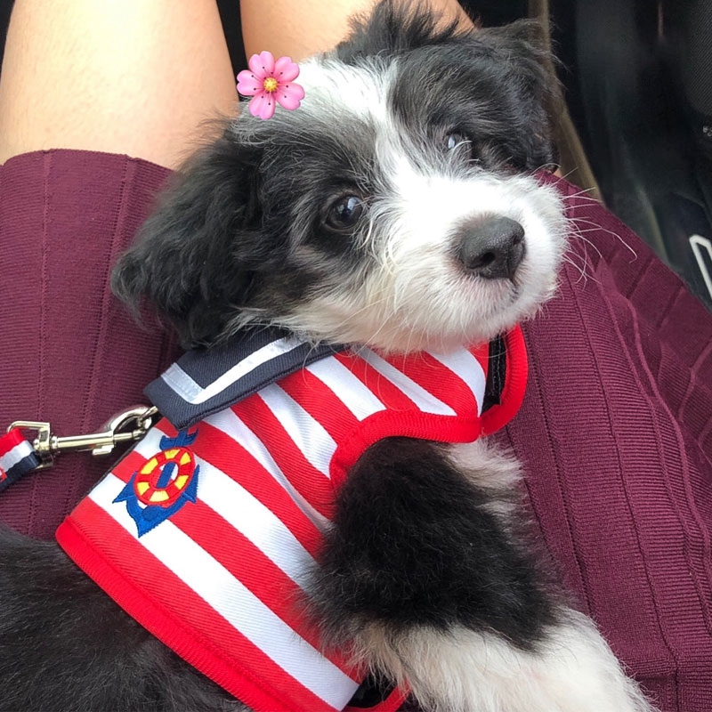 Pet Dog Vest Harness Leash Dog Chest Strap Clothes Necktie Traction Rope Puppy Cat Collar Adjustable Outdoor Walking Accessories