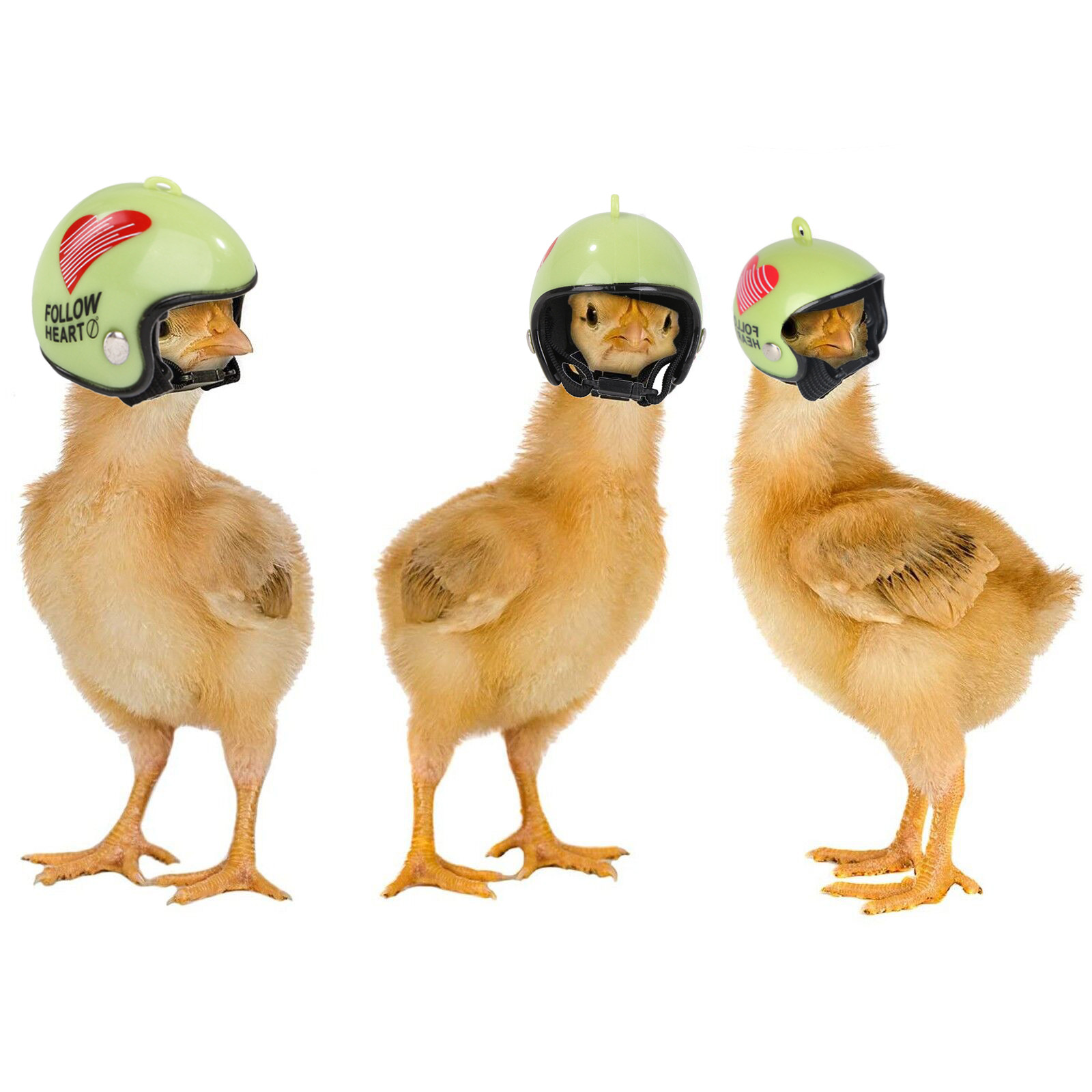 Pet Chicken Helmet Cute Funny Safety Helmet to Protect the Head of Small Poultry Suitable for Ducklings Parrots Chickens