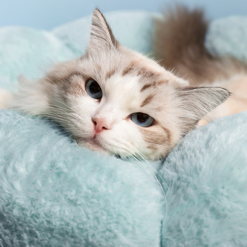 Soft Round Plush Cat Dog Bed Winter Warm Bed Flower Shape Bed for Pet Coral Fleece Breathable Cat Accessories Bed Pet Products
