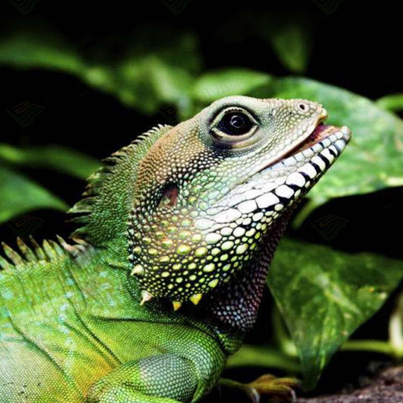 Reptile Heating Lamp, Aquarium Reptile Thermal Reflector, UVA UVB Rotating Clip