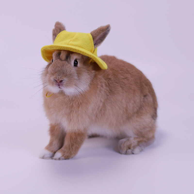 Small Animals Wearing Cap Hat Pet Clothing Accessories for Guinea Pig Rabbit Squirrel Hamster Rat Mouse