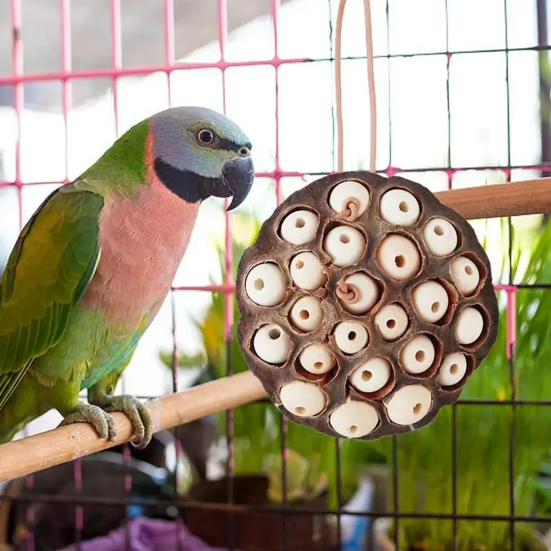Lotus Pod-shaped Bird Parrot Anti Biting Natural Chew And Foraging Toy For Parakeet Cockatiel Entertainment Pet Supplies