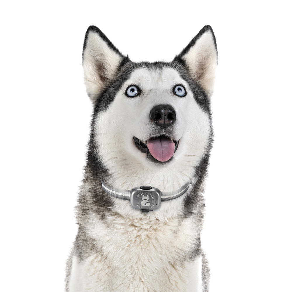 Latest IP67 Waterproof Mini GPS 4G Tracker Pet Collar Anti-lost Real Time Tracking Dog Cat Locator