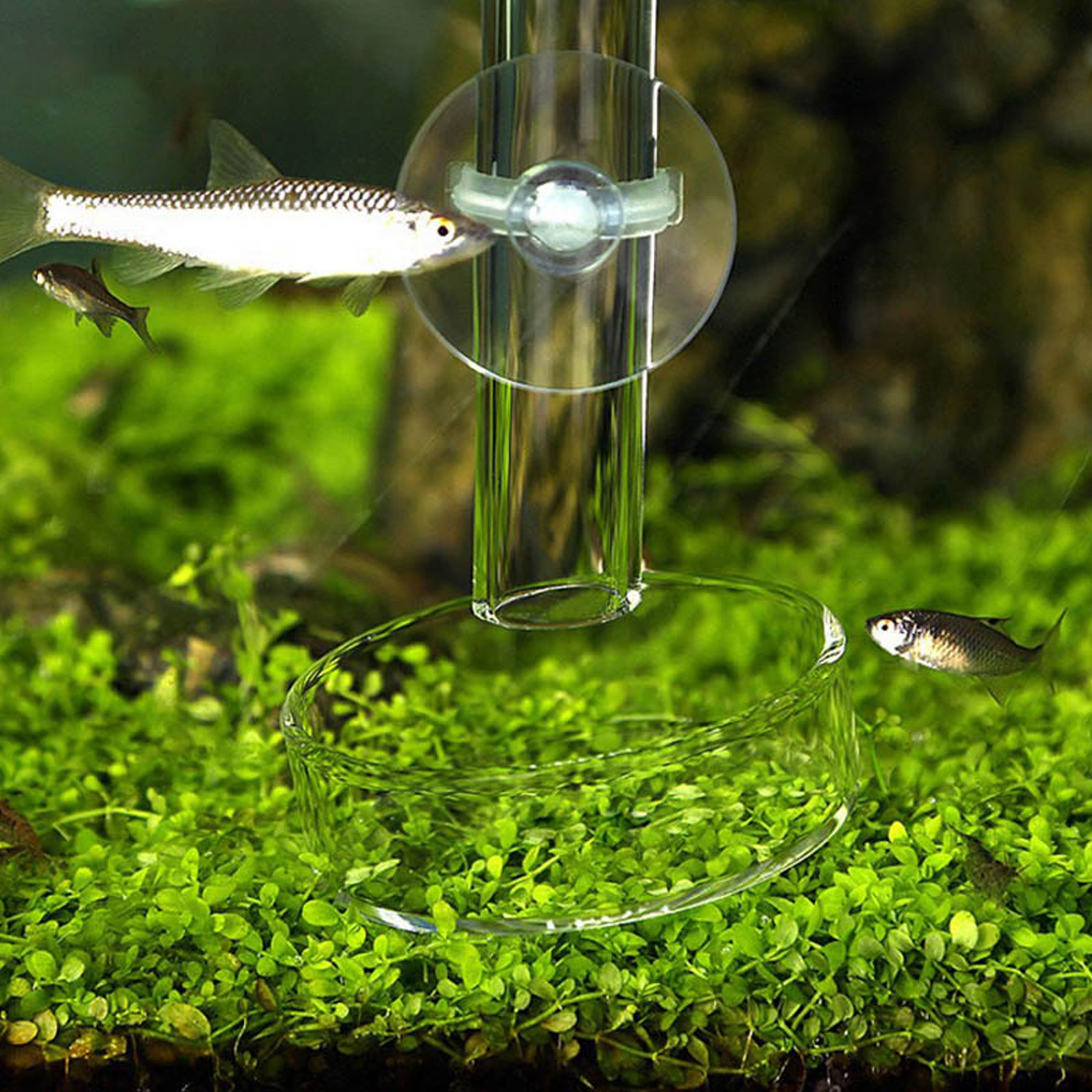 Behogar 450mm Clear Glass Aquarium Fish Shrimp Feeding Tube with Dish 2 Suction Cups for Aquarium Fish Tank Accessories