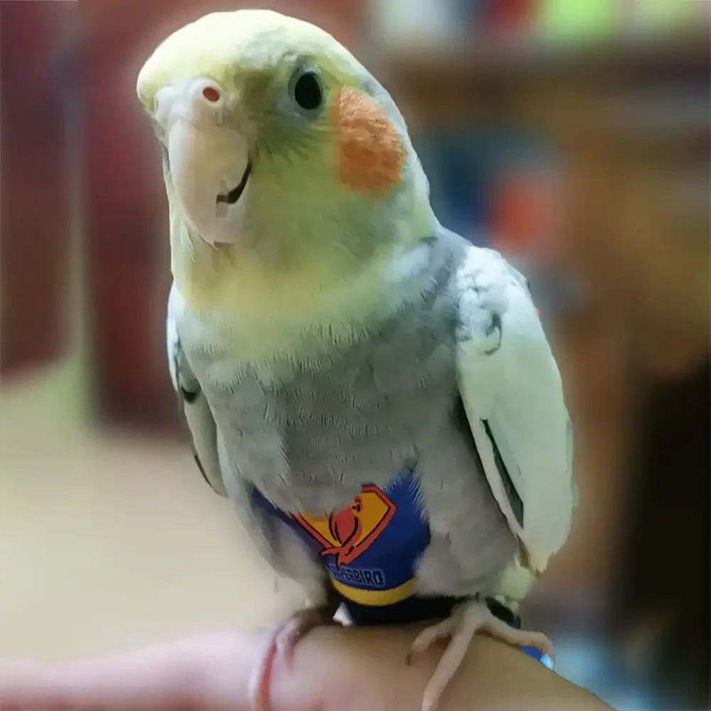 Parrot Diaper Cute Bird Physiological Diaper Cockatiel Pigeons Small Medium Large Pet Birds Flight Suit Clothes Nappy Washable