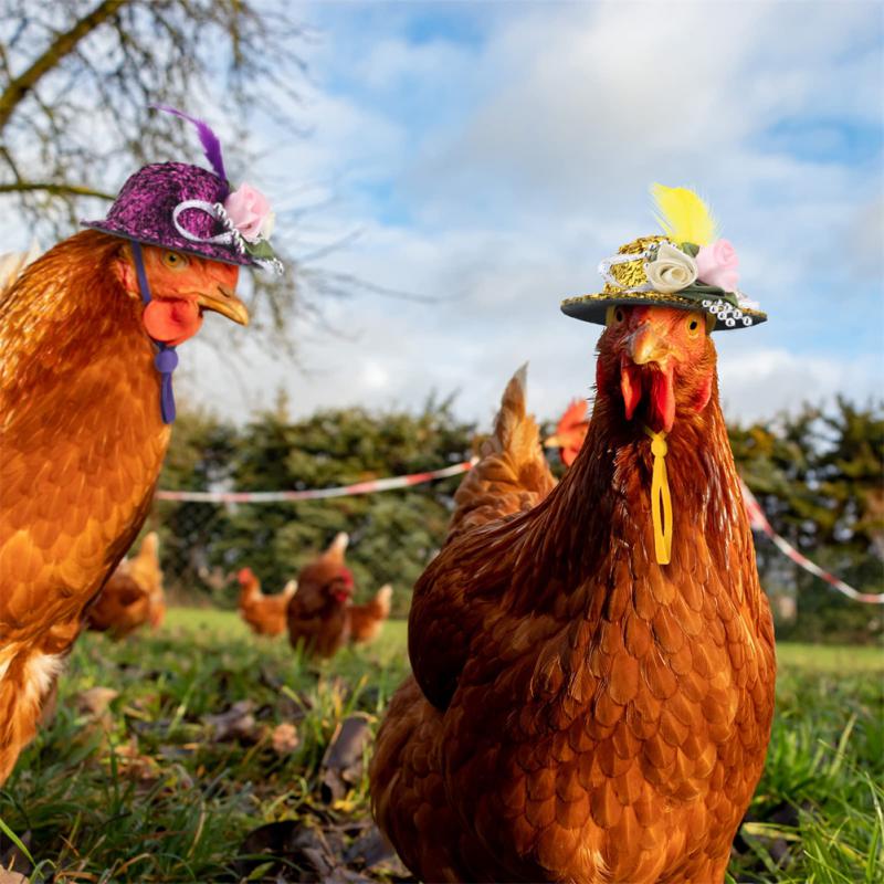 Chicken Protective Funny Hat Decoration Farm Animal Durable Poultry Stylish Show Pet Decoration Tools Helmet Gift Small Pet Hat