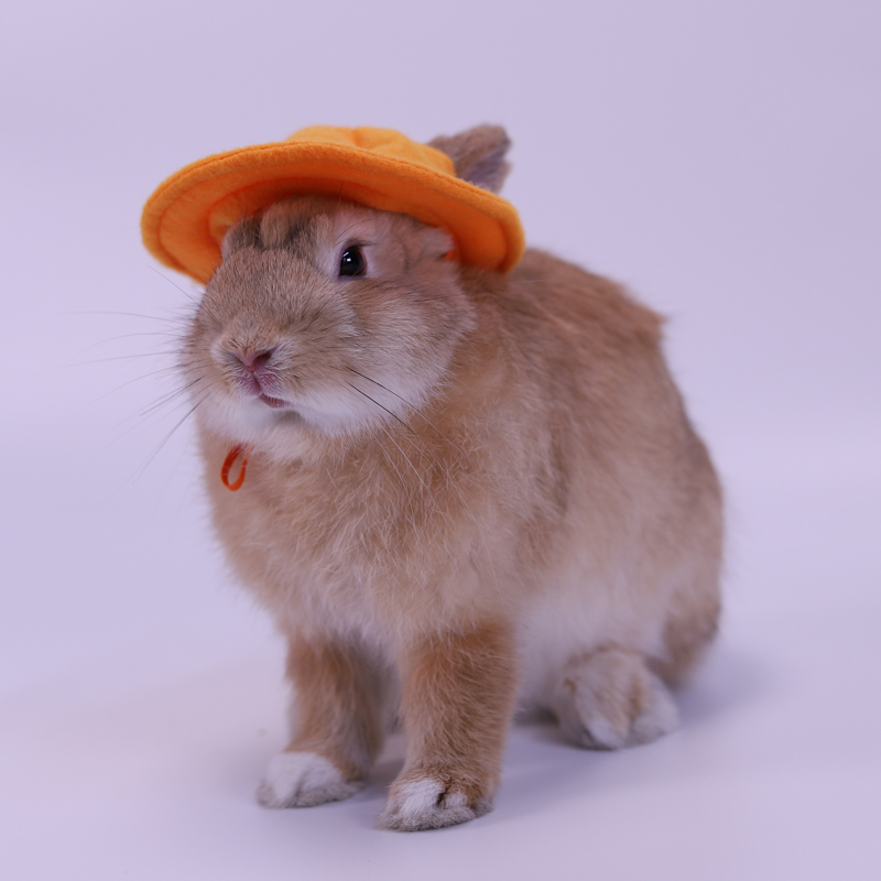 Small Animals Wearing Cap Hat Pet Clothing Accessories for Guinea Pig Rabbit Squirrel Hamster Rat Mouse