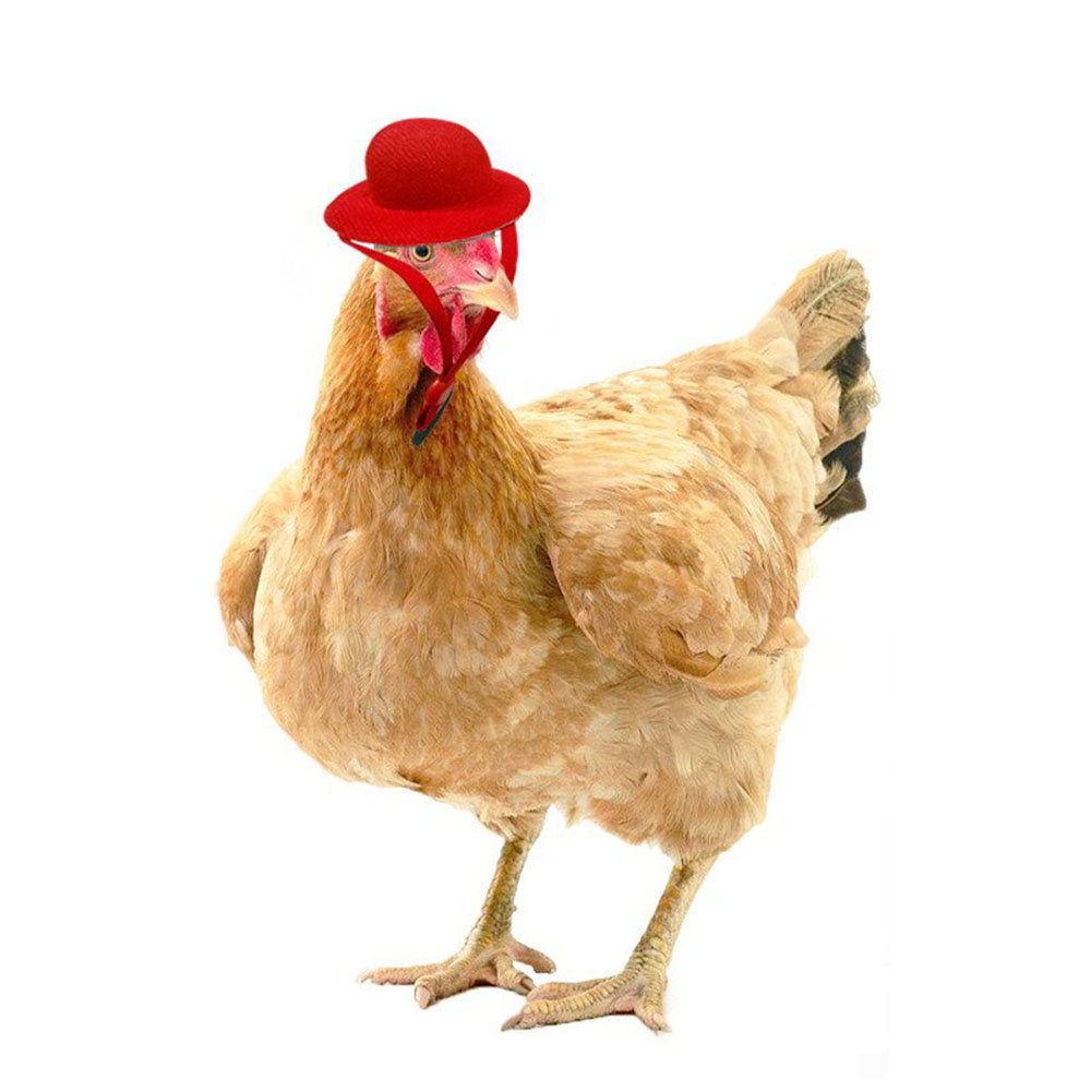 Chicken Hat For Hens Tiny Pets Funny Chicken Accessories Hen Top Hat For Rooster Duck Parrot Hamster Poultry Stylish pets Costum