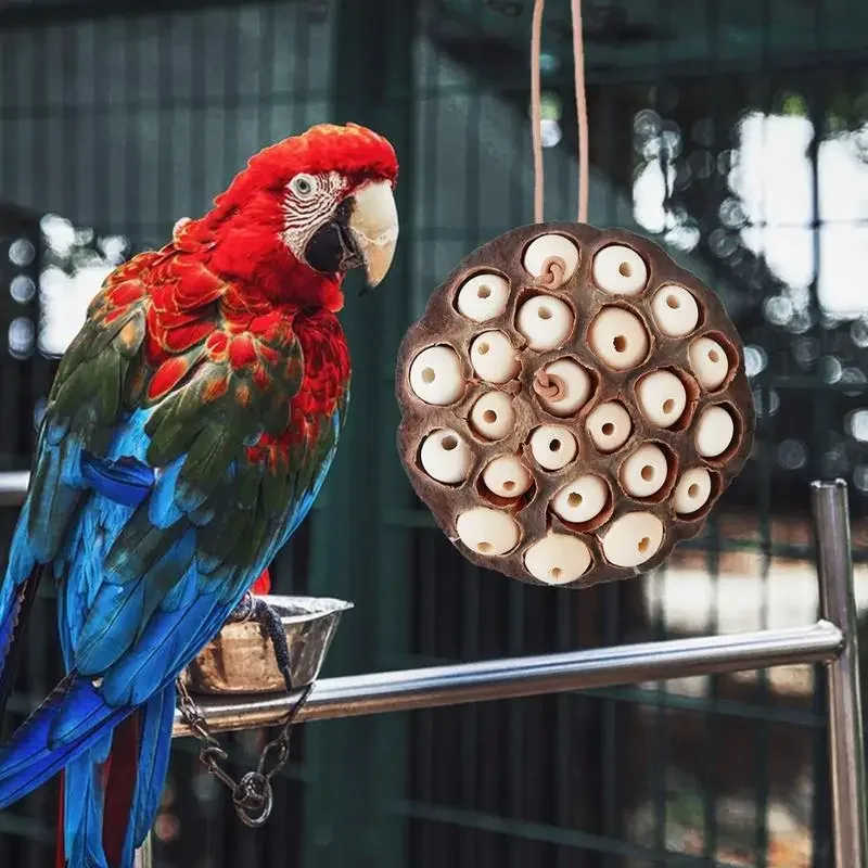 Lotus Pod-shaped Bird Parrot Anti Biting Natural Chew And Foraging Toy For Parakeet Cockatiel Entertainment Pet Supplies
