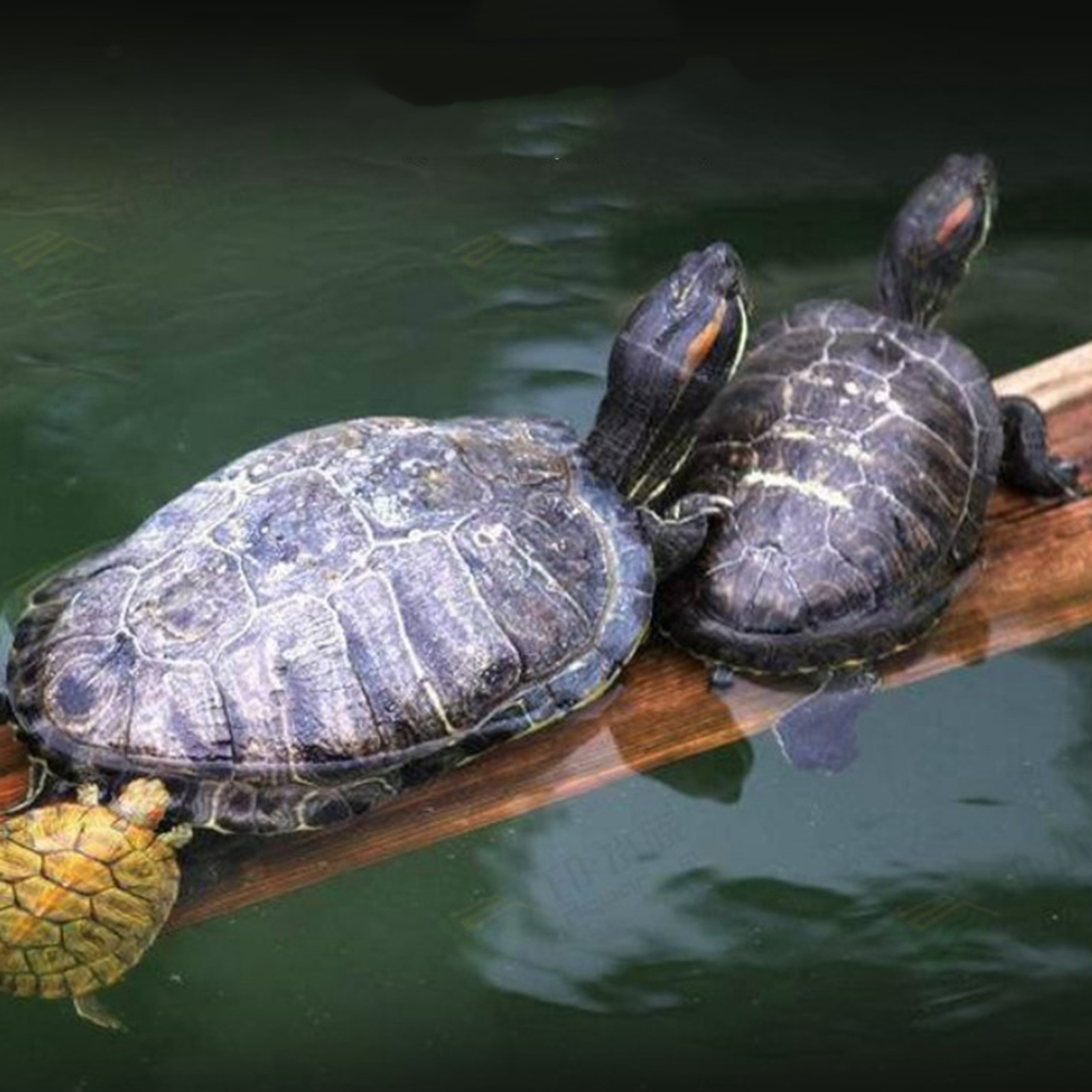 Reptile Heating Lamp, Aquarium Reptile Thermal Reflector, UVA UVB Rotating Clip