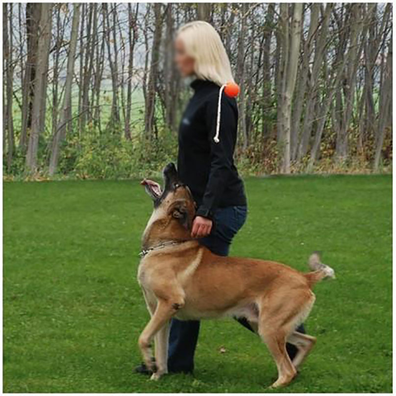 Dog Training Magnetic Ball, Orange Soft Ball with Rope