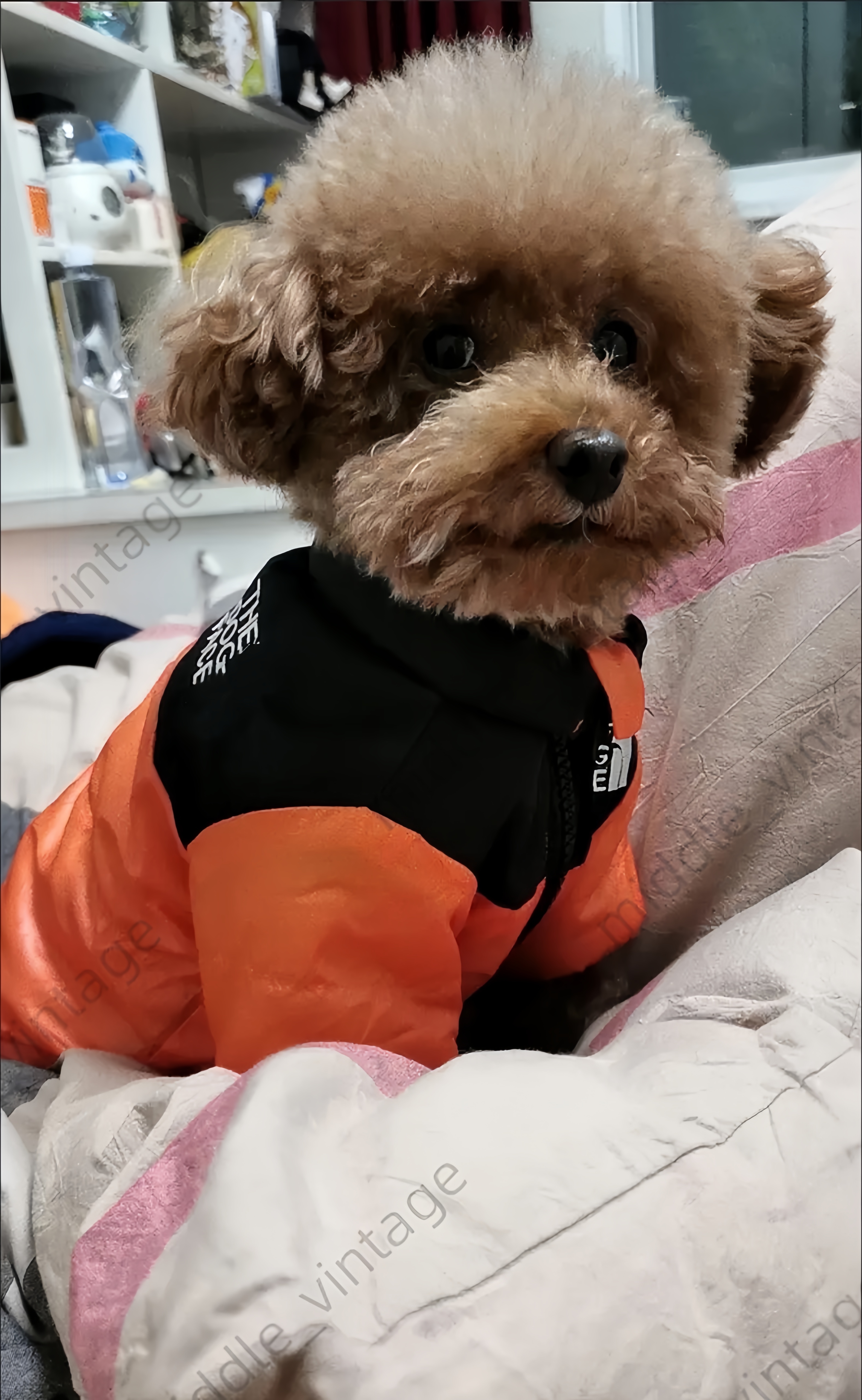 2025 new Trendy Extra Layer of Comfort Tiny Canines Fashionable Dog Coat - Thickened Jacket for Small Dogs with Four-Corner Design Winter We