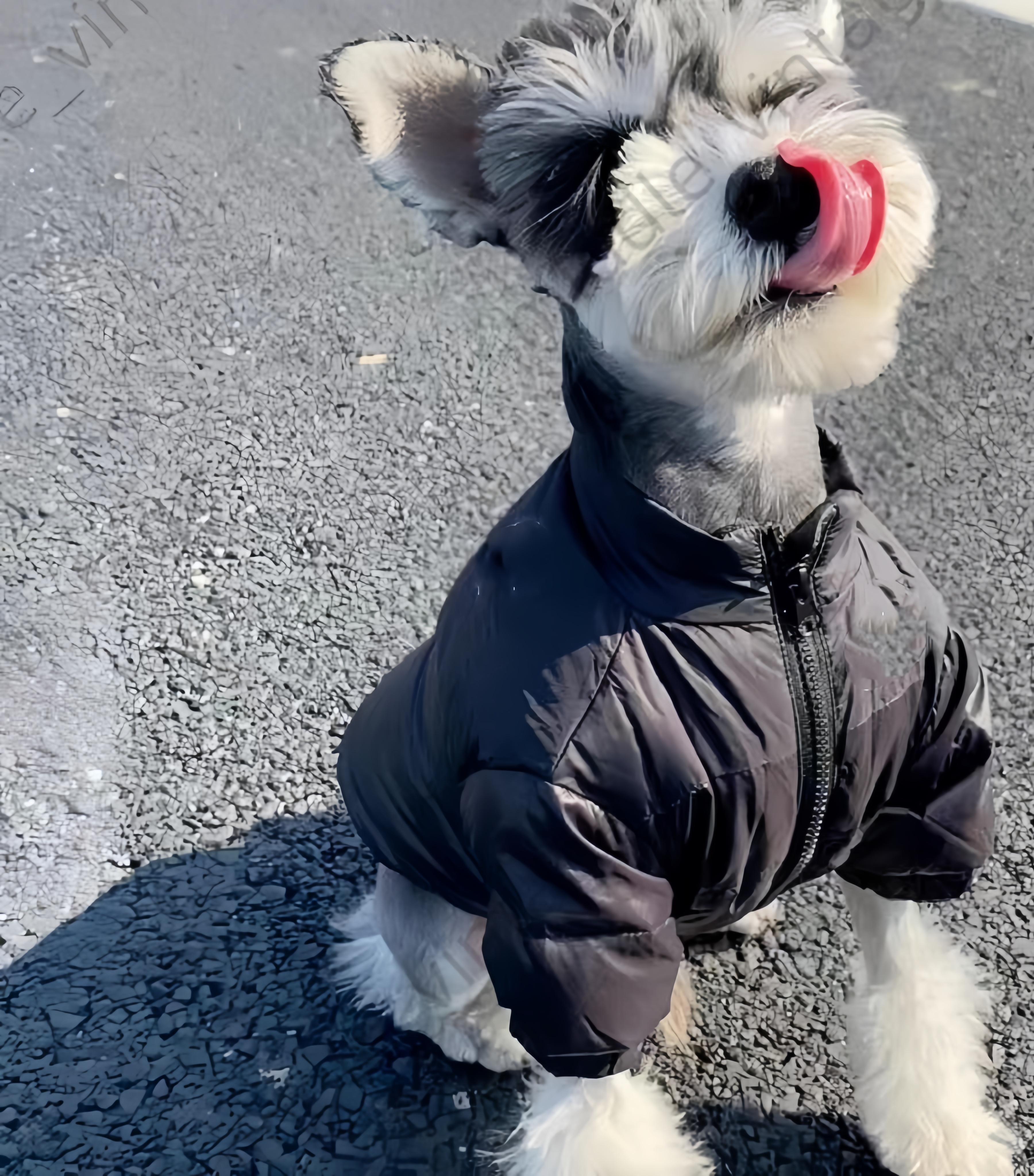 2025 new Trendy Extra Layer of Comfort Tiny Canines Fashionable Dog Coat - Thickened Jacket for Small Dogs with Four-Corner Design Winter We