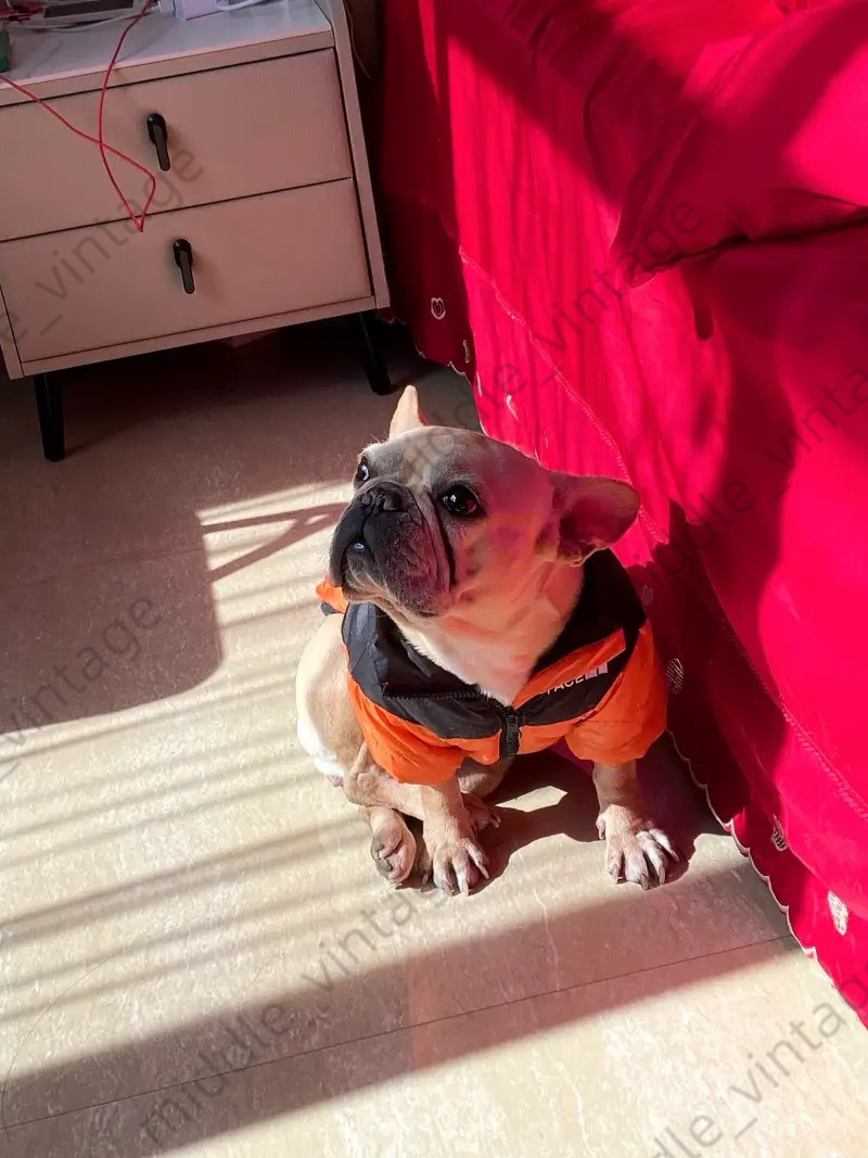 2025 new Trendy Extra Layer of Comfort Tiny Canines Fashionable Dog Coat - Thickened Jacket for Small Dogs with Four-Corner Design Winter We